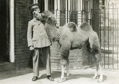 Un chamelon bactrien, avec son gardien, quatre semaines après sa naissance au zoo de Londres, 1929 - Frederick William Bond